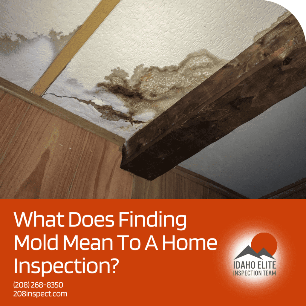 What Does Finding Mold Mean To The Home Inspection?