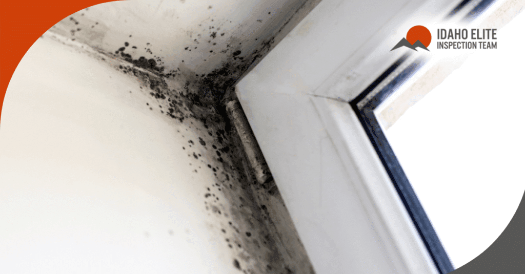 Black mold growth in the corner of a window frame due to condensation and poor ventilation.