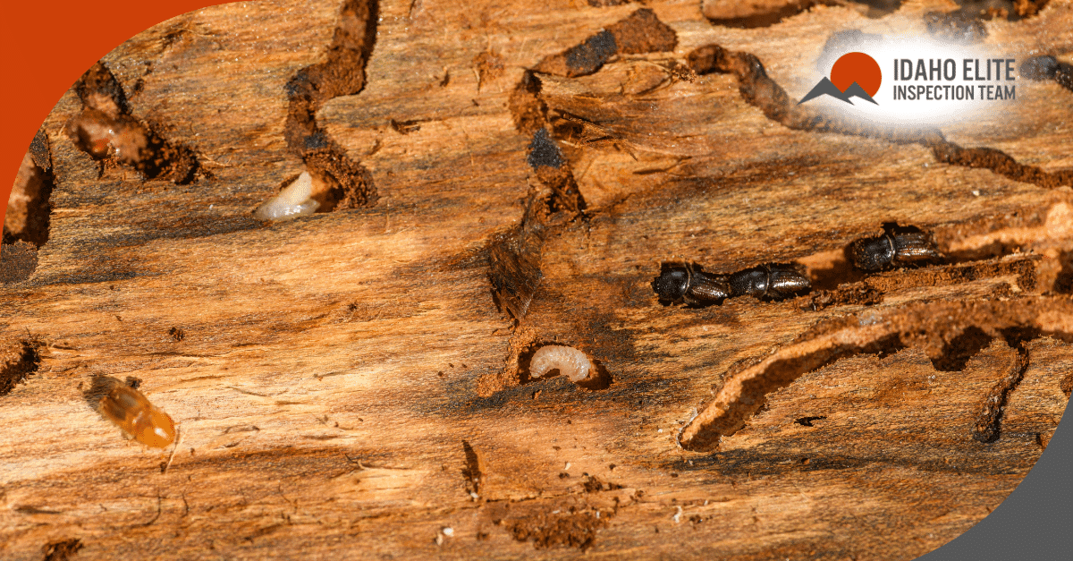 Close-up of beetles and larvae damaging wood during home inspection