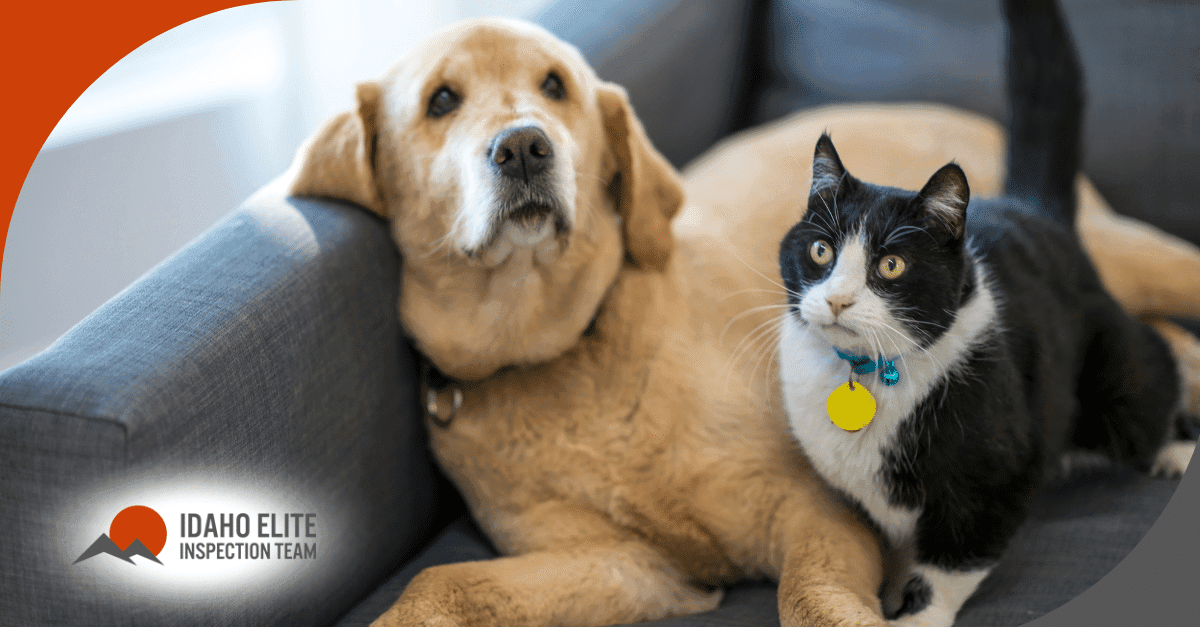 Dog and black-and-white cat sitting together on a couch.